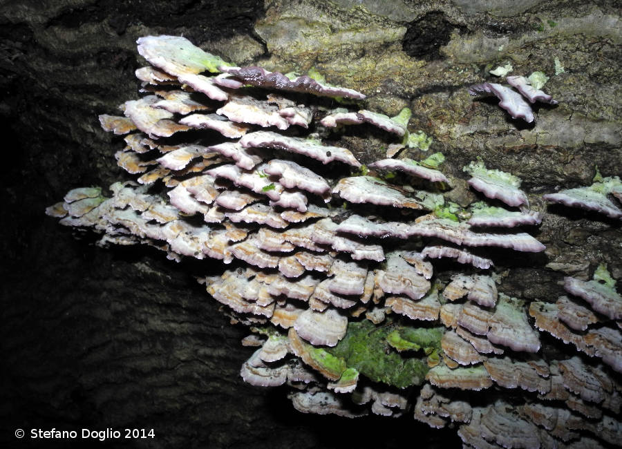 RN Macchia di Gattaceca e Macchia del Barco (Roma)